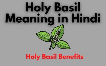 Holy Basil Meaning in Hindi